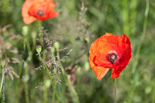 Fototapeta Naklejka Na Ścianę i Meble -  Mohnblüten