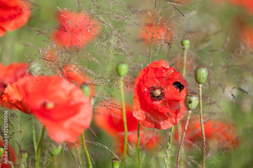 Fototapeta Naklejka Na Ścianę i Meble -  Mohnblumen mit Biene
