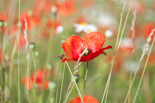 Fototapeta Naklejka Na Ścianę i Meble -  Mohnblumen mit Wespa