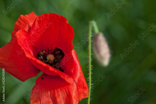Fototapeta Naklejka Na Ścianę i Meble -  Mohnblume und Knospe