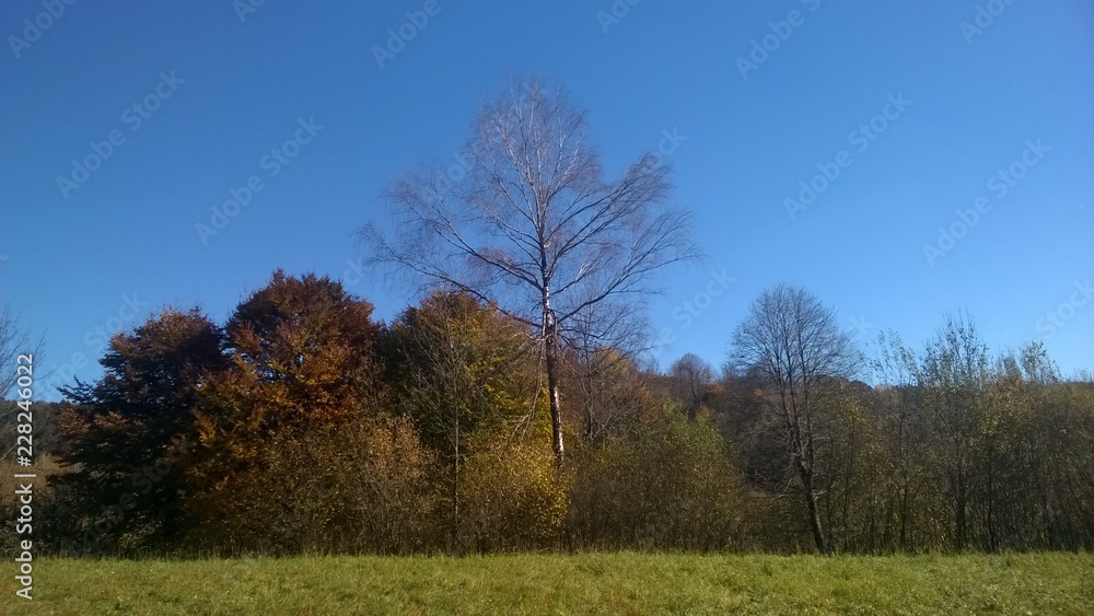 lasy, jesień,bieszczady,góry,bory,