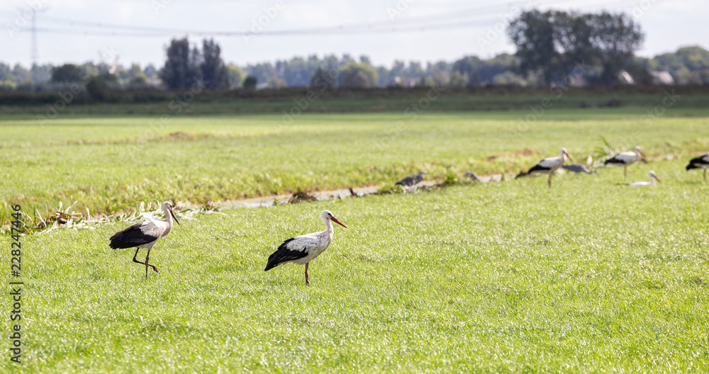 Group of Ciconia storks fin a field in the Netherlands with one walking in the background Group of Ciconia storks fin a field in the Netherlands with one walking in the background