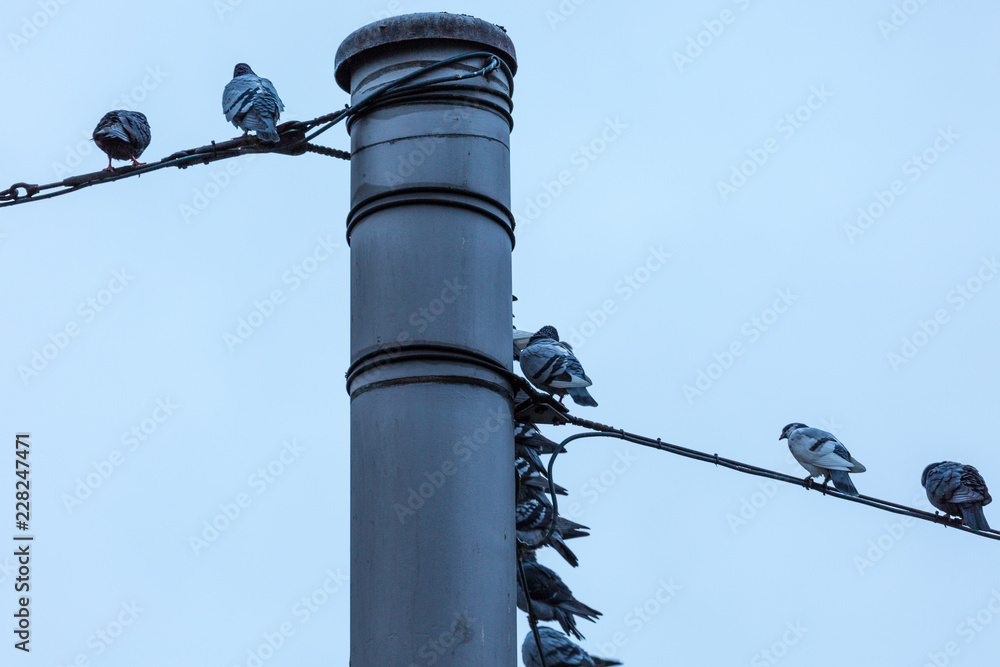 Fototapeta premium Pigeons on wire