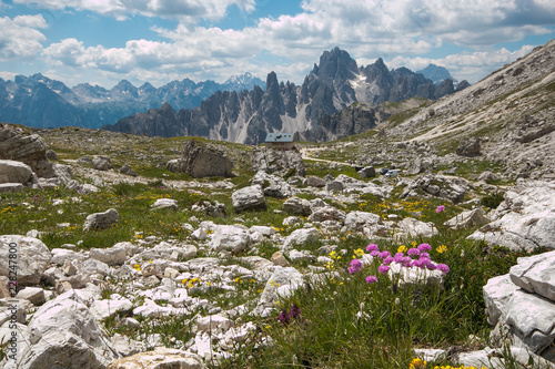 Fiori selvatici sulle dolomiti in Trentino Alto-Adige