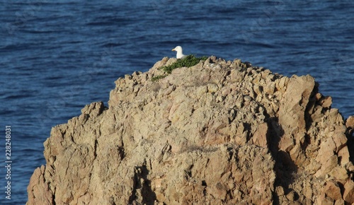 El escondite de la gaviota