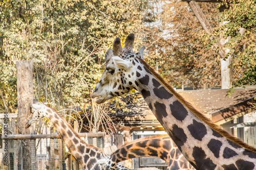 a sleepy giraffe in Riga zoo is chewing on something
