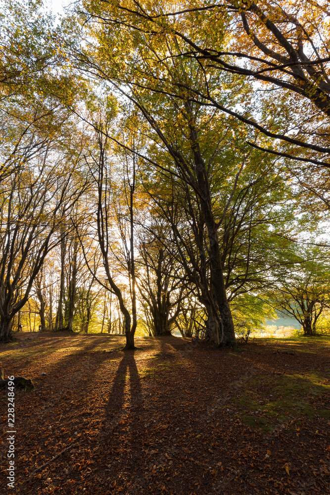 Beech trees in Canfaito forest (Marche, Italy) at sunset with warm colors, sun filtering through and long shadows