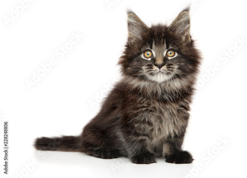 Young Maine Coon kitten on a white background