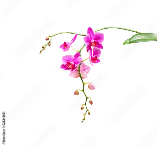 Inflorescence of pink orchids flower blooming isolated on white background  with clipping path © Amphawan