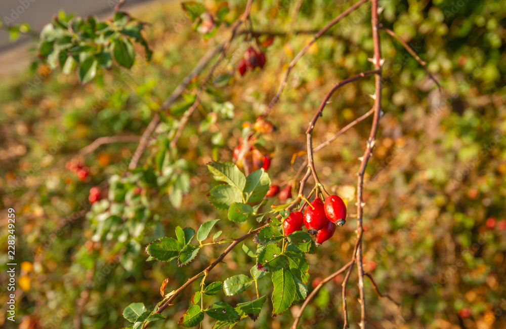 Elongated red rose hips shining in the autumn sunlight