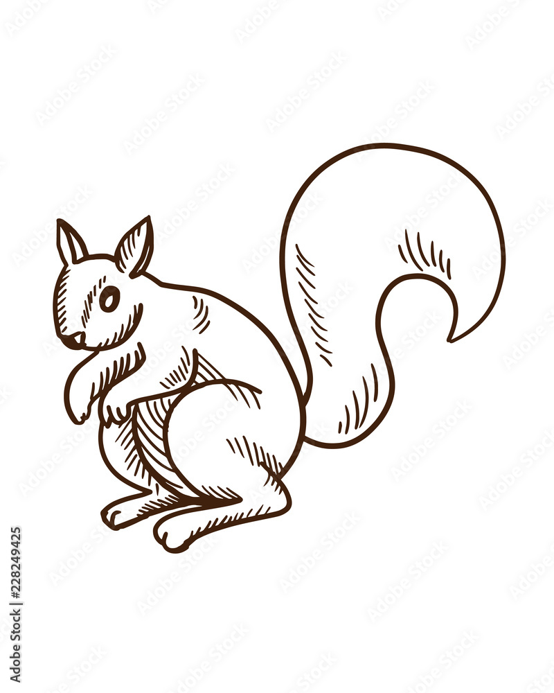 Cute cartoon animals concept. Hand drawn forest fluffy squirrel. Cute cartoon animals concept. Hand drawn forest fluffy squirrel.