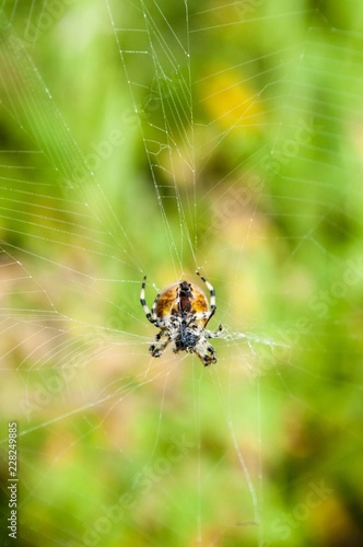 Spider on the web. multicolored yellow-green background.