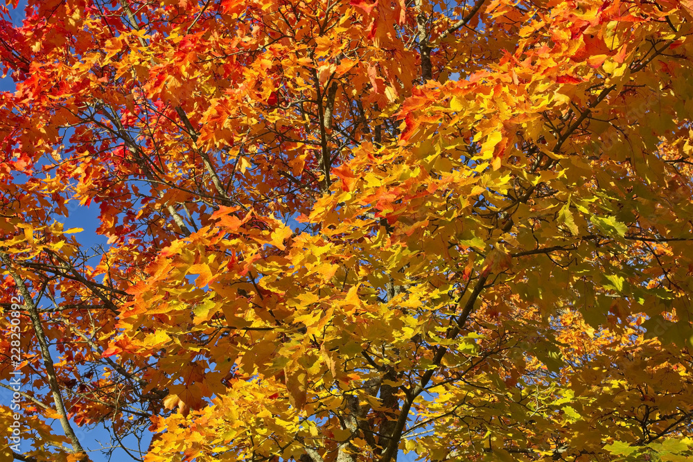 colourful maple leaves at autumn