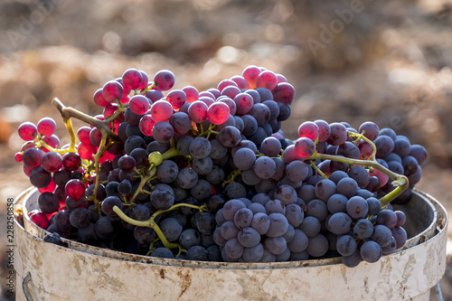 Harvested red grenache grapes during vintage season at Priorat wine making region, Tarragona, Spain photo