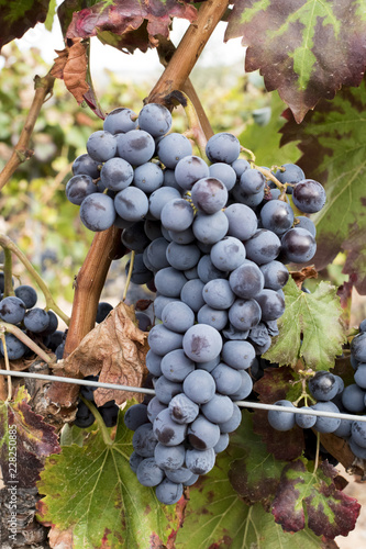 Red grenache grapes ready to be harvested at Priorat wine making region, Tarragona, Spain.
