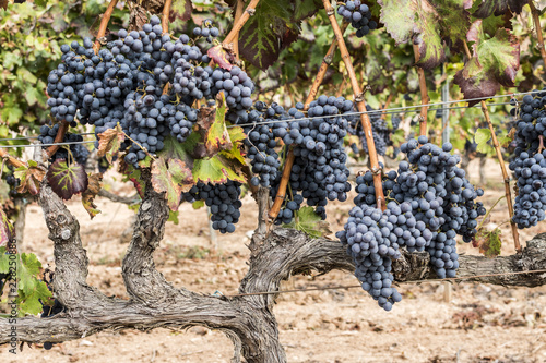 Red grenache grapes ready to be harvested at Priorat wine making region, Tarragona, Spain.