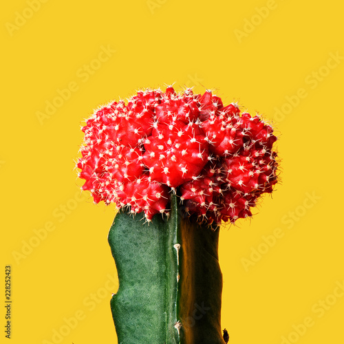 Closeup grafted cactus on yellow background photo