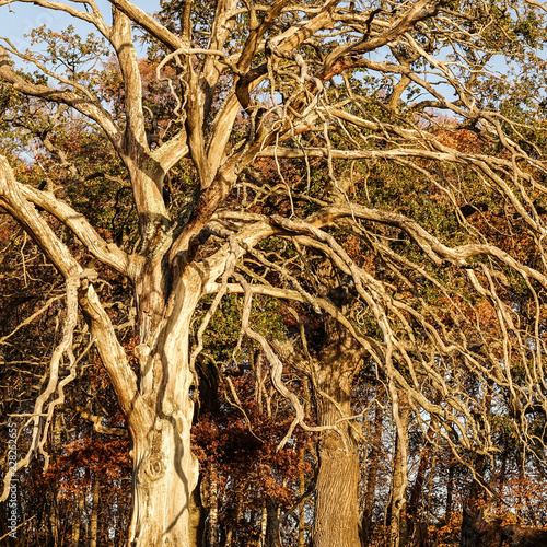 Big old dead oak at sunset.