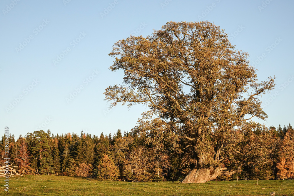 Fototapeta premium Big old oak at sunset.