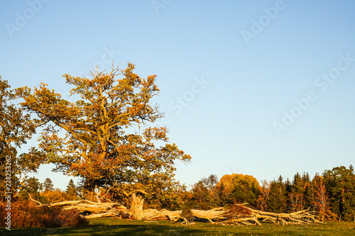 Big old oak at sunset.
