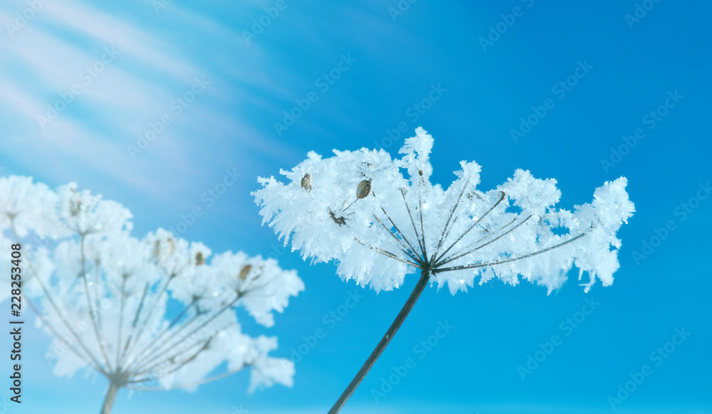 Fototapeta premium Kryształowe kwiaty śniegu przeciw błękitne niebo.