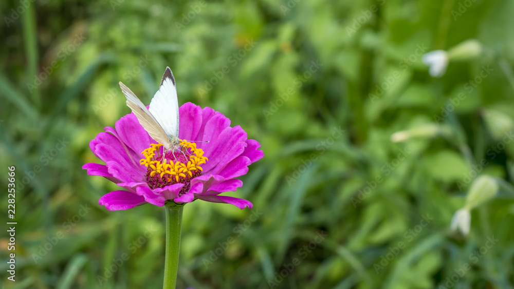 Violet zinnia with a butterfly in green field Violet zinnia with a butterfly in green field