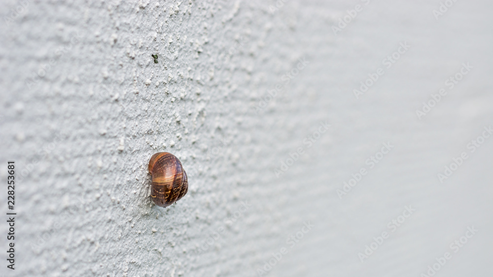 Small snail shell on a white wall Small snail shell on a white wall