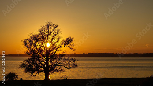 Silhouette of a big old oak...