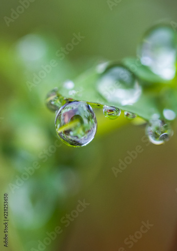 water drops from nature