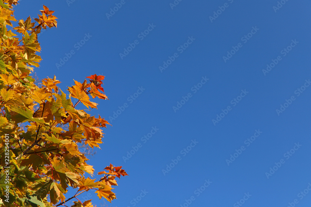 Nature concept. Image of yellow maple leaves against a blue sky. Autumn theme. Cropped shot, isolated, close-up, place for text. Nature concept. Image of yellow maple leaves against a blue sky. Autumn theme. Cropped shot, isolated, close-up, place for text.