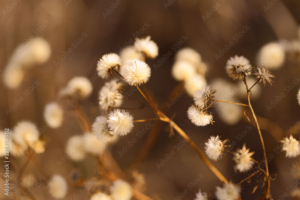 custom made wallpaper toronto digitalThe concept of nature. Image branches with dry white fluff. Autumn theme. Forest. Abstraction. Cropped shot, isolated, close-up, blurred, bokeh, vertical