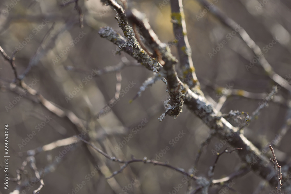 Nature concept. Image of branches without leaves. Autumn theme. Forest. Abstraction. Cropped shot, isolated, close-up, blurred, bokeh. Nature concept. Image of branches without leaves. Autumn theme. Forest. Abstraction. Cropped shot, isolated, close-up, blurred, bokeh.