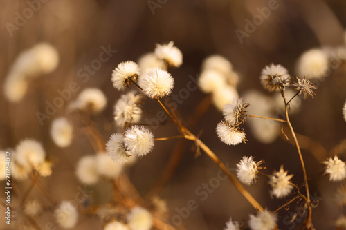 Wallpaper Mural The concept of nature. Image branches with dry white fluff. Autumn theme. Forest. Abstraction. Cropped shot, isolated, close-up, blurred, bokeh, vertical Torontodigital.ca