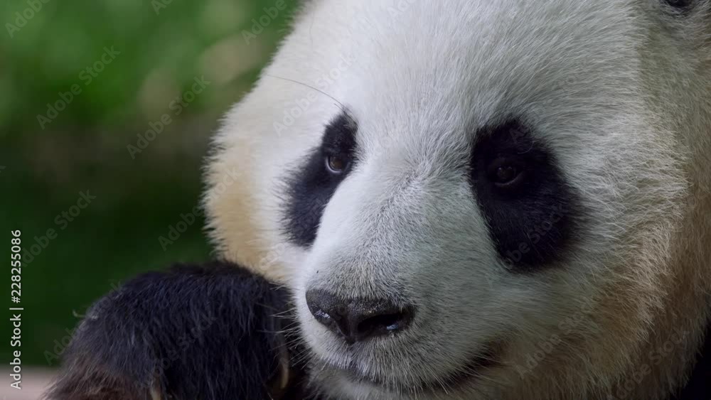 Panda biting and chewing a bamboo stick. 4K, UHD Panda biting and chewing a bamboo stick. 4K, UHD