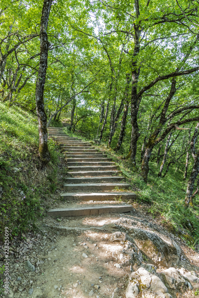 Path with wooden steps in the forest Path with wooden steps in the forest