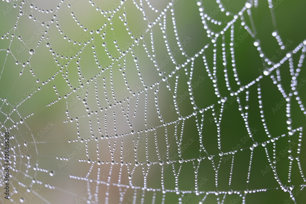 Fototapeta premium water drops from nature
