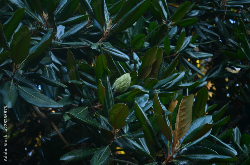 Fototapeta premium magnolia leaves and flower