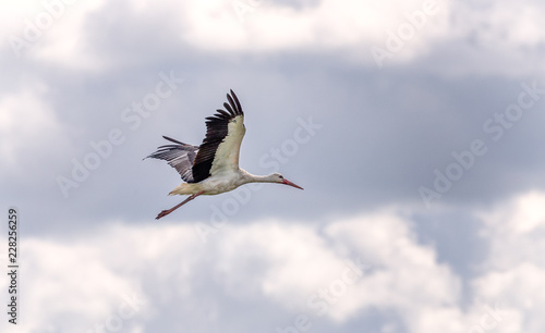 Ciconia stork flying away with its wings up