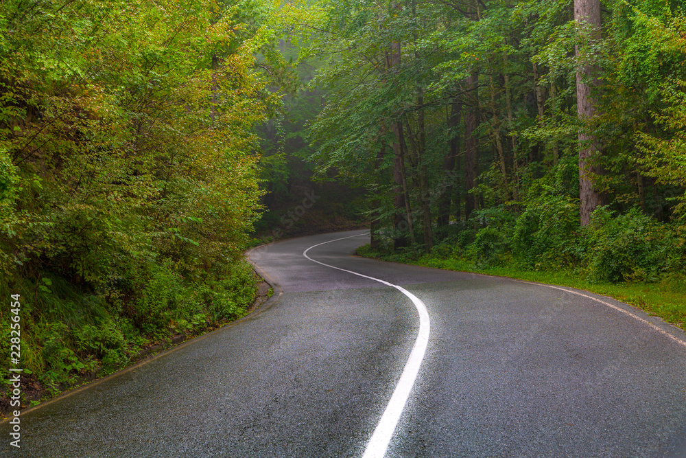 Road in the forest