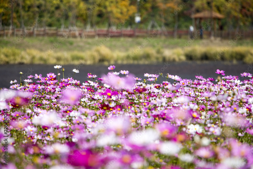 Beautiful Cosmos flowers blooming in the garden Beautiful Cosmos flowers blooming in the garden