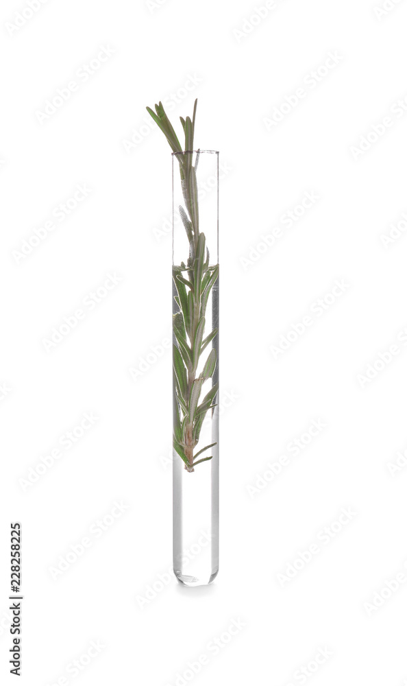 Test tube with rosemary on white background Test tube with rosemary on white background