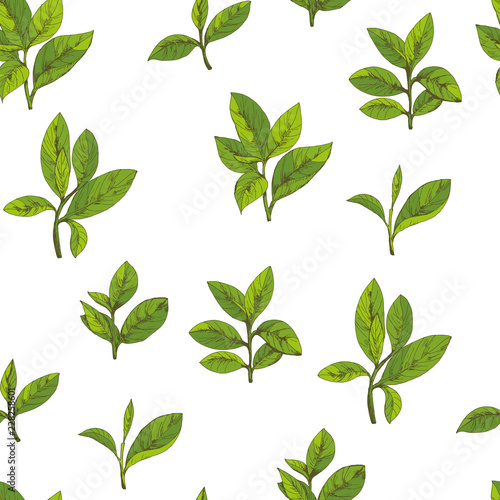 vector green tea leaves and branches  hand-drawn