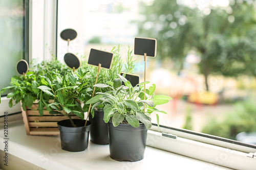 Fototapeta Pots with fresh aromatic herbs on windowsill