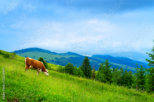 cow grazing in a mountain meadow. Carpathians Ukraine