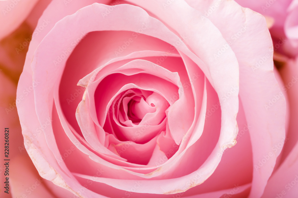 Close up of garden rose Close up of garden rose