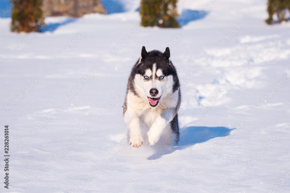 Siberian Husky conquers snowdrifts.