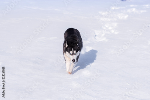 Siberian Husky conquers snowdrifts. photo