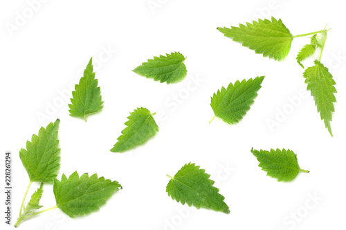 nettle leaf isolated on white background. top view. medical herbs. photo