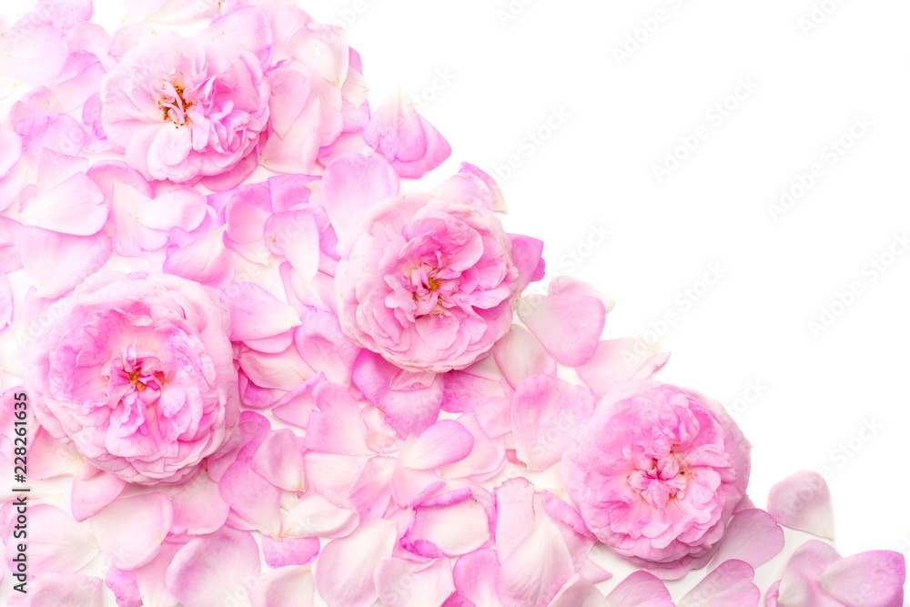 Pink rose flowers isolated on white background. top view Pink rose flowers isolated on white background. top view