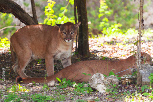 Pumas in wildlife at the jungle of Jucatan, Mexico